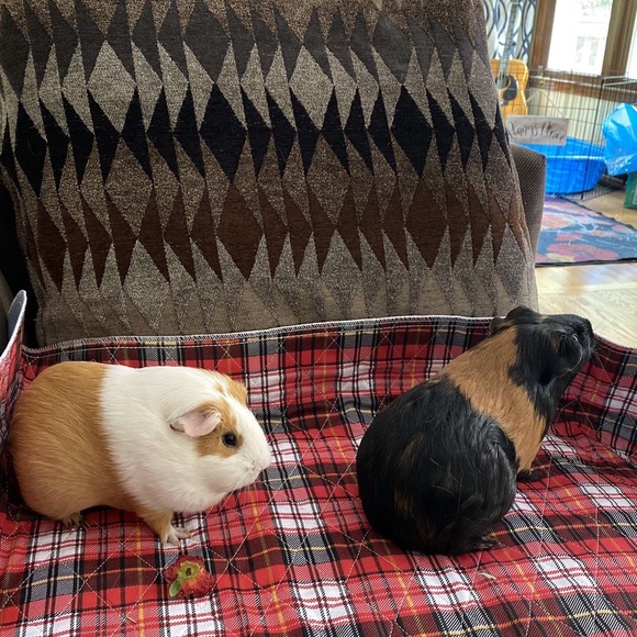 Meet your Posher, Katherine - Picture 2 of 2